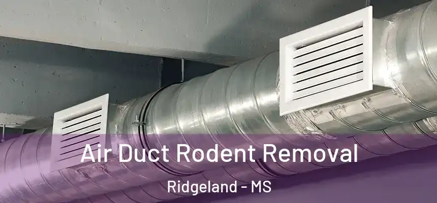  Air Duct Rodent Removal Ridgeland - MS